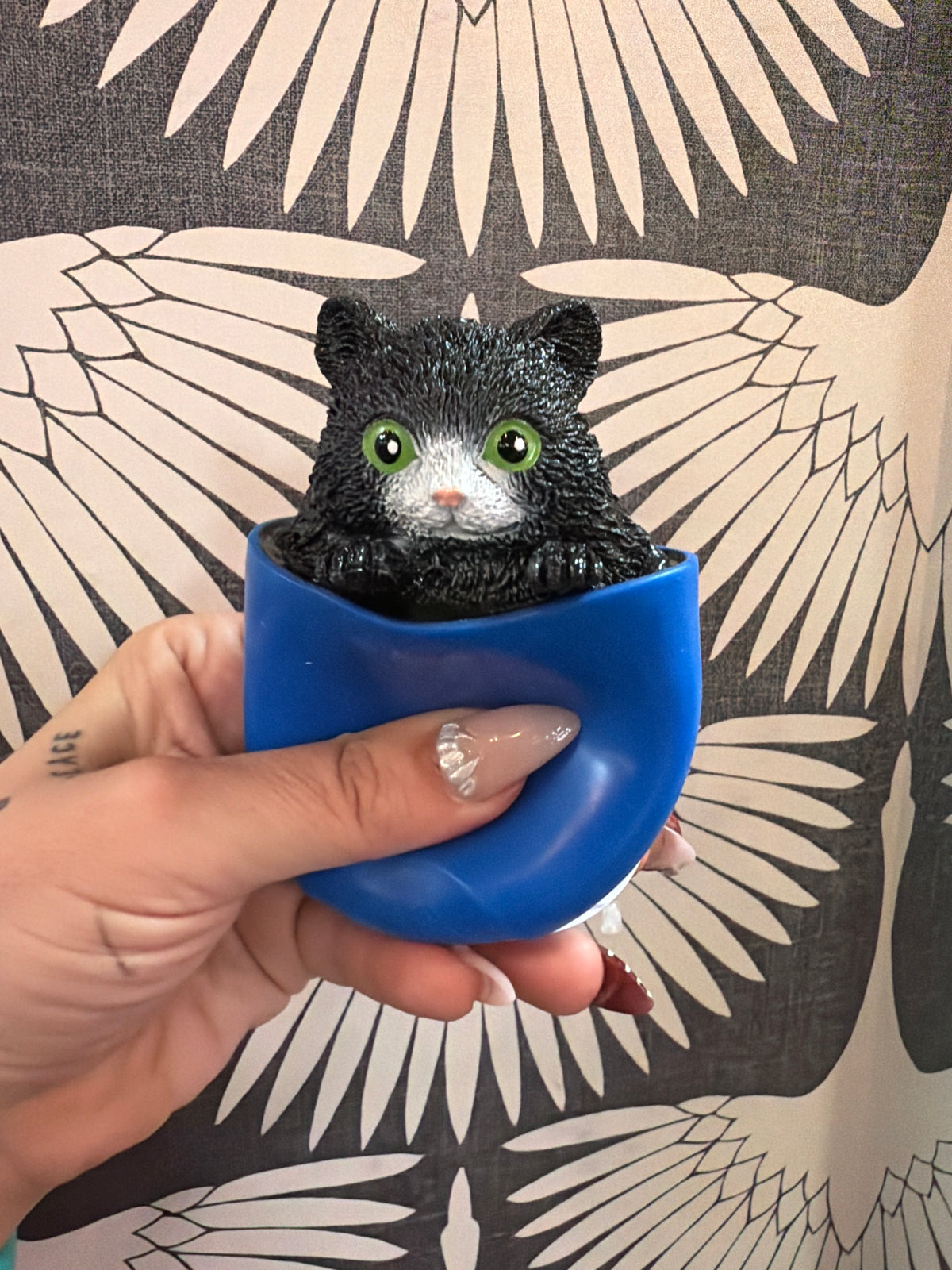 POP A CHINO SQUEEZE + REVEAL KITTIES